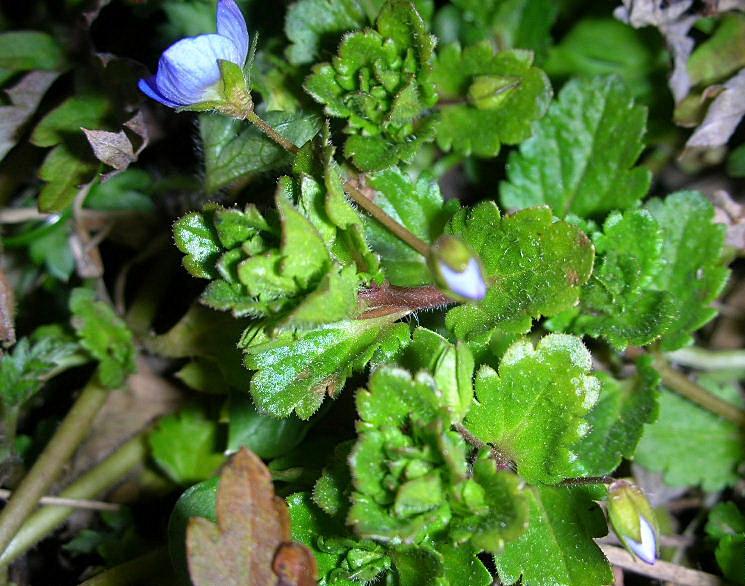 Veronica persica / Veronica comune